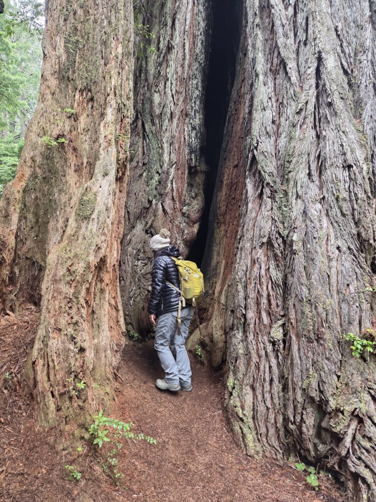 Hiker wearing a backpack and lightweight jacket on a forest trail, showing what to pack for hiking in Central Oregon.